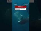 Orcas ram into fish so hard they explode. #BBCNews