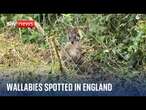 Wallabies spotted in Nottinghamshire as wildlife trust asks for public's help