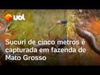 Cobra de 5 metros é capturada por bombeiros em fazenda de Mato Grosso; veja vídeo do resgate