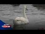 Il cigno "trasloca" in spiaggia: a Marina di Massa tutti pazzi per l'animale