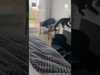 Monkey steals chips from minibar in Argentina hotel room