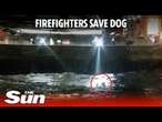 Firefighters save dog while braving icy 8-foot waves of Lake Superior