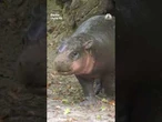 Rare baby hippo makes appearance at Berlin Zoo