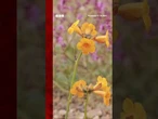 Chile's Atacama desert is in bloom. #Chile #Atacama #Desert #BBCNews