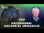 OBJETIVO PLANETA: SALVAR al UROGALLO de la EXTINCIÓN | RTVE Noticias