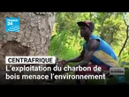 En Centrafrique, les jeunes tirent profit du charbon de bois au prix de l’environnement