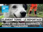 France : des chiens capables de détecter l'eau potable • FRANCE 24