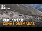 REPLANTAR las ZONAS QUEMADAS en los pasados INCENDIOS I RTVE Noticias