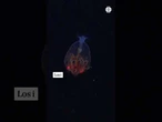 Grabado por primera vez un #calamar colosal en las profundidades del #mar #ciencia