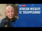 Jane Goodall says vanishing African wildlife is problem that has 'gradually grown over the years'