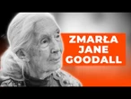 Odeszła Jane Goodall. Pożegnanie legendy, która zmieniła świat | NEWS