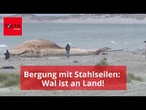 Der Wal ist an Land! Kadaver an Stahlseilen aus Meer gezogen
