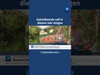 Die Getreideernte steigt, doch der Bauernverband beklagt Preisverfall und Bürokratie #tagesschau