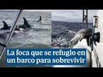 Una foca evita ser devorada por unas orcas saltando a un barco