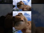 Curious lion toys with Oregon Zoo’s hidden camera