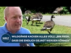 DRAMA UM GÄNSEKOT: Landkreis genehmigt Abschuss von Wildgänsen! Tierschützer protestieren