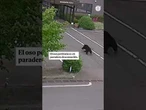 Una cámara capta el ataque de oso contra un empleado en Fukushima
