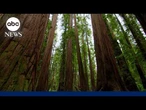 7 Natural Wonders of America': Redwood National and State Parks