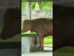 La chioma dorata del bufalo "Donald Trump" incanta la folla del Bangladesh