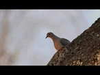 Un homme de Nairobi partage son foyer avec des oiseaux recueillis