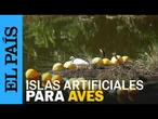 BRASIL busca recuperar a las AVES de la Laguna Rodrigo de Freitas con islas artificiales | EL PAÍS