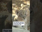 Four new lion cubs have made their public debut at the Denver Zoo