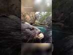 Adorable otters dine on shellfish at Oregon Zoo