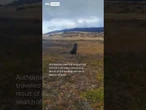 Rare sea lion-spotting miles inland