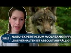 UTRECHT: „Verhalten ist absolut auffällig“ – Nabu-Expertin zur Wolfsattacke