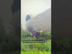 Man gets bitten by alligator after jumping in swamp to escape police