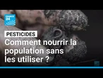 Pesticides : comment nourrir la population sans les utiliser ? • FRANCE 24