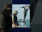 O exército de golfinhos dos EUA