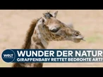 SAN DIEGO: Giraffenbaby geboren! – Zoo feiert Hoffnung für bedrohte Massai-Art!