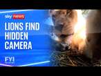 FYI: What happened when lions find a hidden camera?