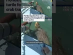 Florida deputies free a sea turtle found entangled in a crab trap line