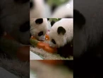 Panda cub twins celebrate first birthday