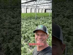 ICE raid uncovers Newsom's ties to cannabis farm #shorts #foxnews #news #us #fox #newsom #california