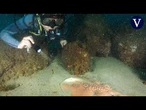 Así es el fondo marino barcelonés tras las intervenciones para recuperar nuevas especies acuáticas