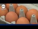 DOJ investigating possible egg price fixing: Sources