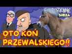 Kamraci i koń! Giertych nowa teoria. Zembaczyński filozof | Codziennie Burza