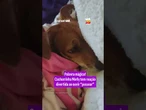 Cachorrinha Merly tem reação divertida ao ouvir palavra “passear”