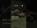 Tigre-de-sumatra dá à luz a quatro filhotes em nascimento inesperado na Indonésia