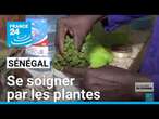 Sénégal : se soigner par les plantes, comment garantir la qualité des soins ? • FRANCE 24