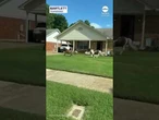 Police chase runaway mini horses in Memphis suburb