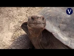 Ya son 9.500 las tortugas gigantes terrestres que habitan las Islas Galápagos