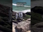 Elefante-marinho faz visitinha e surpreende banhistas na Praia de Piratininga, Niterói (RJ); vídeo