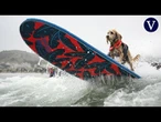 El 20.º aniversario de la Surf-A-Thon: la competencia de surf canino más longeva del mundo