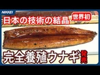 完全養殖ウナギの販売開始　日本の技術力の結晶