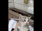 Kitten rescued after getting stuck in drainpipe for at least 18 hours