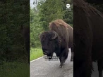 Lone bison causes traffic jam at Yellowstone